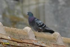 Pigeon biset